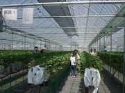 グルメいちご館前田の写真2