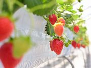 Fresh Berryの写真2