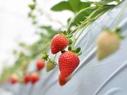 Fresh Berryの写真3