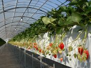 Berry Gardensの写真2