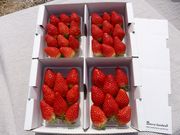 Berry Gardensの写真4