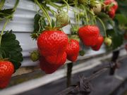 稲鍵ファーム(末-すえ-)の写真2