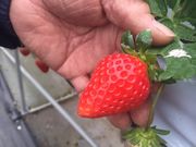 アグリパークみやおの写真4