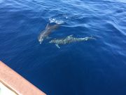 大方ホエールウォッチングの写真4