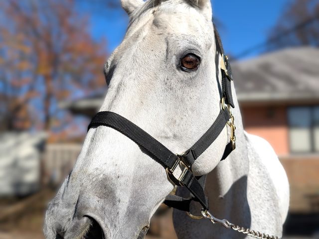 100頭以上の馬がお待ちしています_乗馬クラブ クレイン伊奈