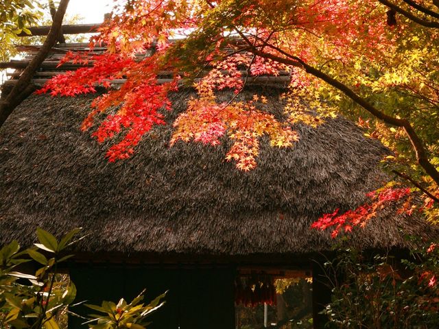 和らく紅葉_里の湯 和らく