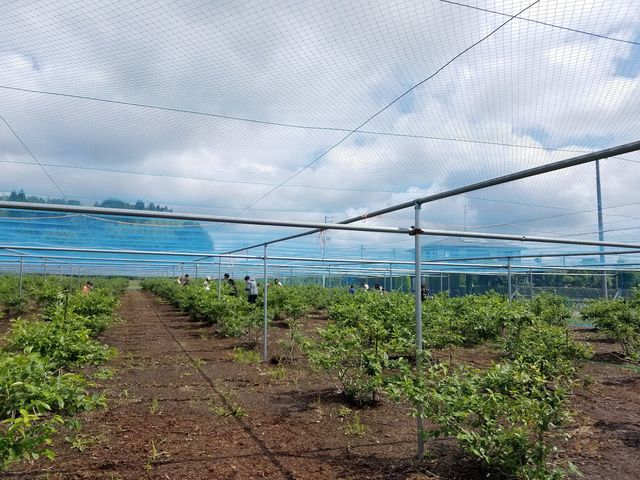 樋口ブルーベリー園