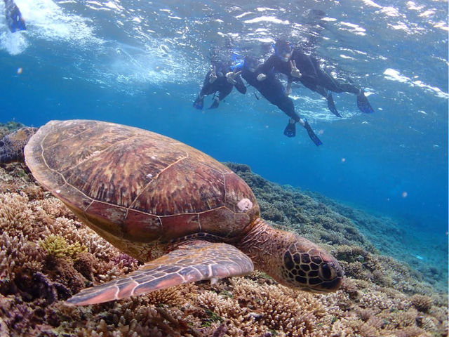 ウミガメ遭遇率100%!!
ウミガメと泳いで一生の記念に残る写真を撮りましょう♪_villa西表ツアー(ヴィラ西表ツアー)