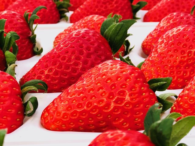 いちごのギフト発送も行っております。_strawberry farm BUNKAEN
