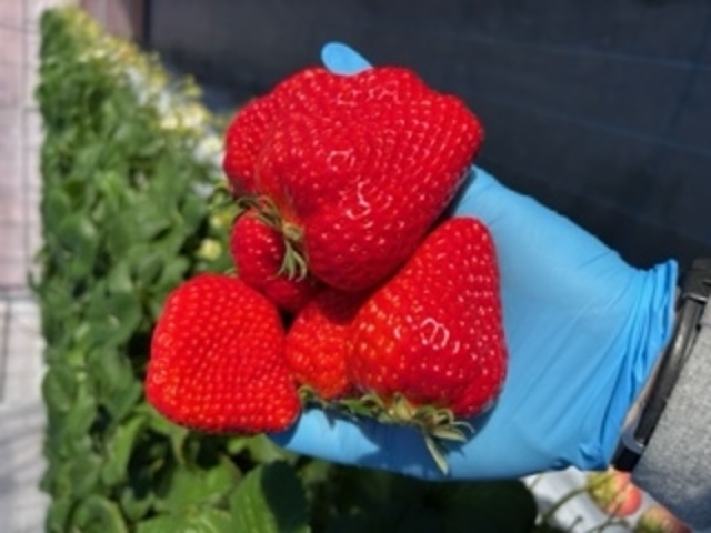 艶々 ピカピカ☆彡苺がお出迎え♪_strawberry farm BUNKAEN