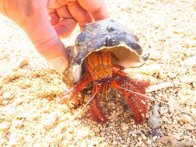 大きなヤドカリに出会ったり_feelokinawa
