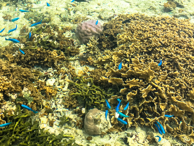 熱帯魚もサンゴもたくさん!これが歩いて楽しめます。_feelokinawa