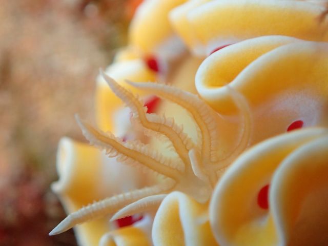 海の宝石、ウミウシ_パライソ沖縄