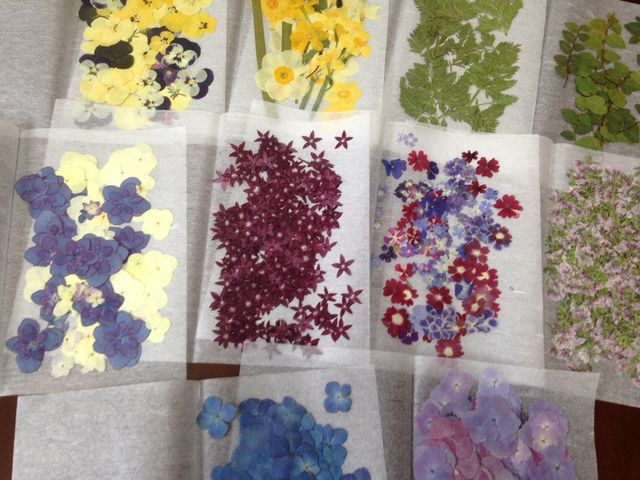 こんな感じで押花を用意しています。まだまだたくさんあります。_彩花