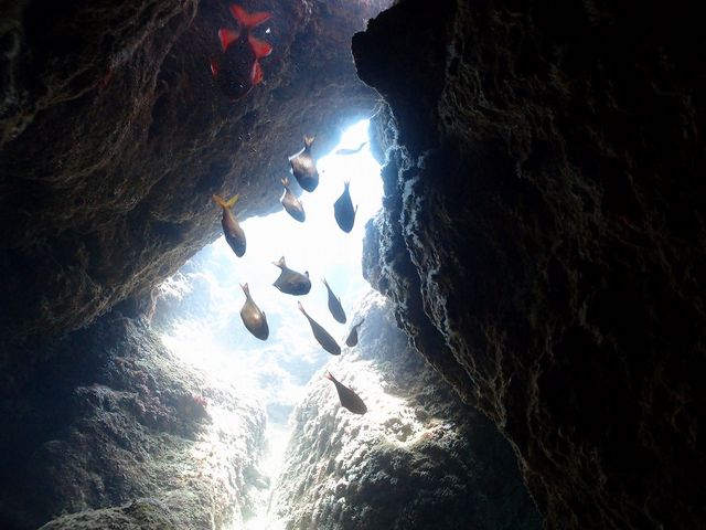 Marine activity NATURA(ナトゥーラ)