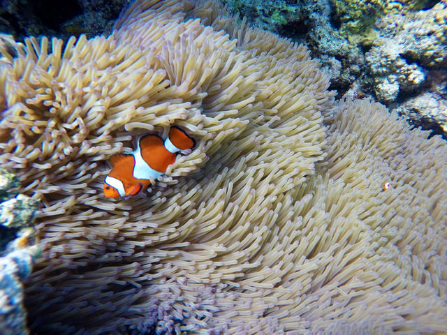 MARINE OCEAN