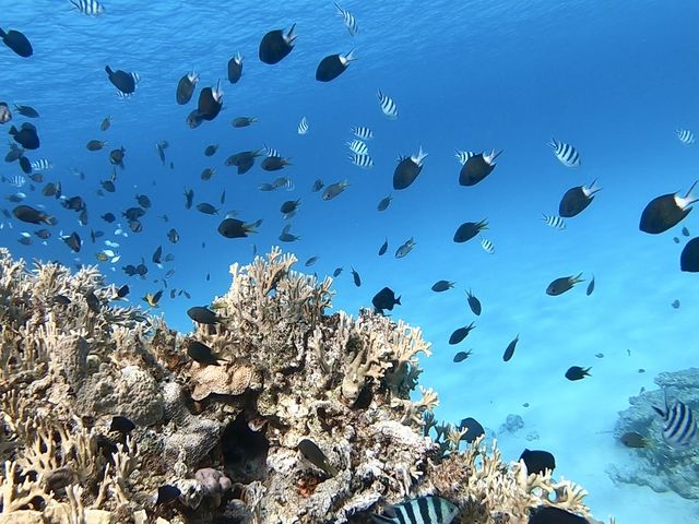 MARINE OCEAN