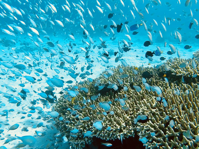 MARINE OCEAN