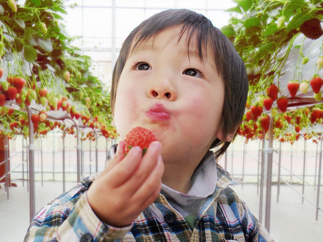 苺の畑ふじみ