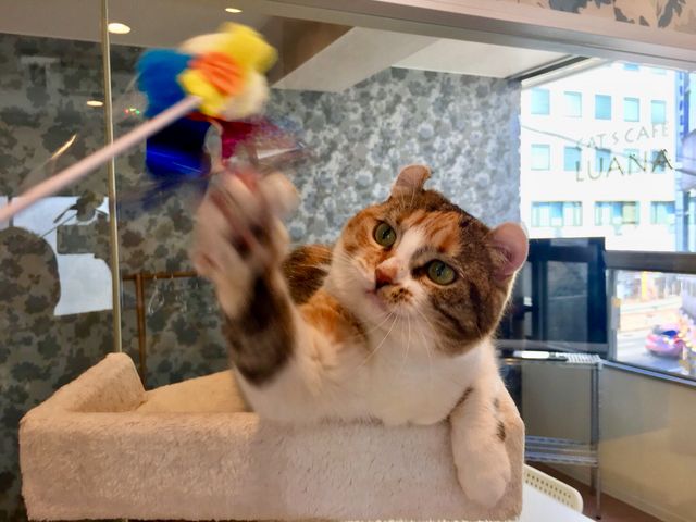 名前:キキ
種類:アメリカンカール
当店の受付嬢
とても人懐っこく、猫に慣れていない人も安心して触らせてくれます
紐とボールが大好き_キャットランド 猫カフェルアナ