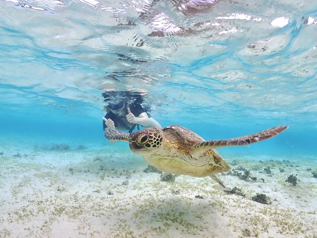 シュノーケルツアー わ〜ら