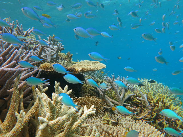 熱帯魚とのんびり泳いでいただけます。_ブルーフォレスト宮古島