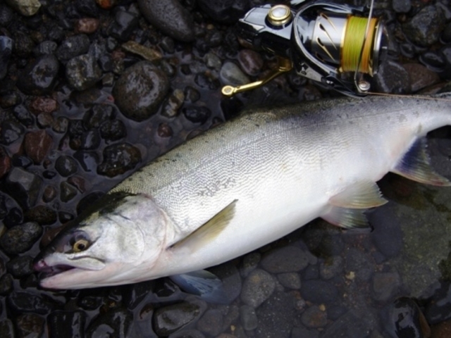 カラフトマス_Fish on 英人丸