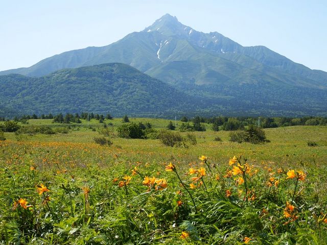 利尻山とエゾゼンテイカ_利尻・島ガイドセンター