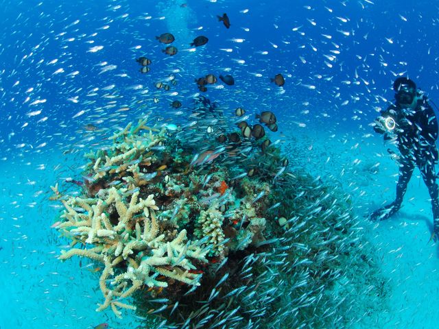 SEA STEP DIVERS