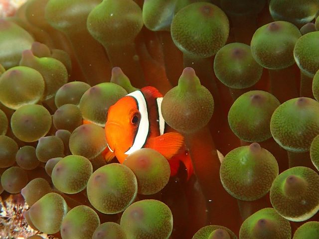 SEA STEP DIVERS