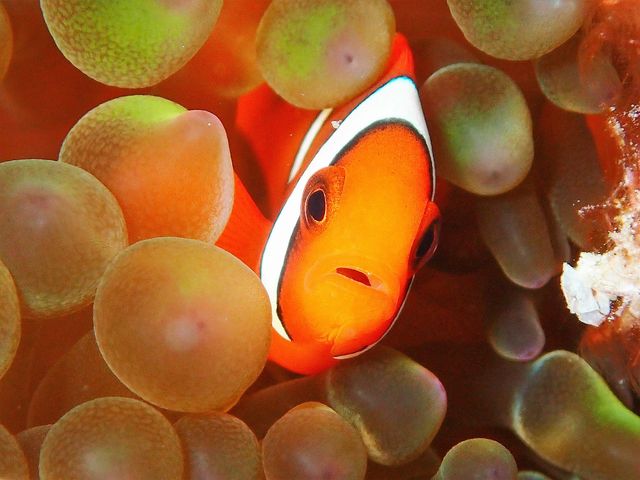 SEA STEP DIVERS