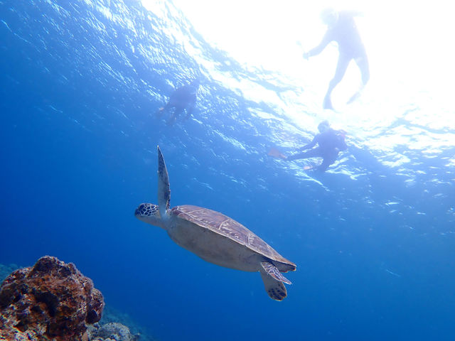 シュノーケリングでウミガメが見れます!_石垣島ダイビングショップ ABCdive
