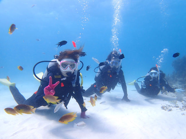 キレイな海でダイビング_石垣島ダイビングショップ ABCdive