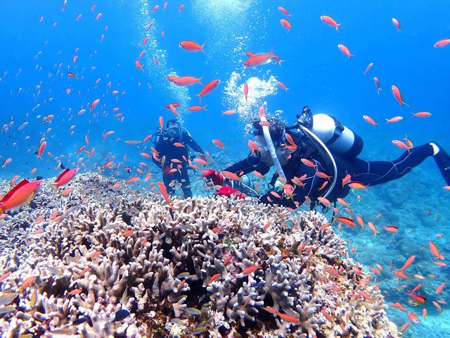 お魚に囲まれてダイビング!_石垣島ダイビングショップ ABCdive