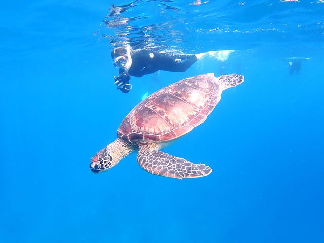 こんなに近くにウミガメが!_石垣島ダイビングショップ ABCdive