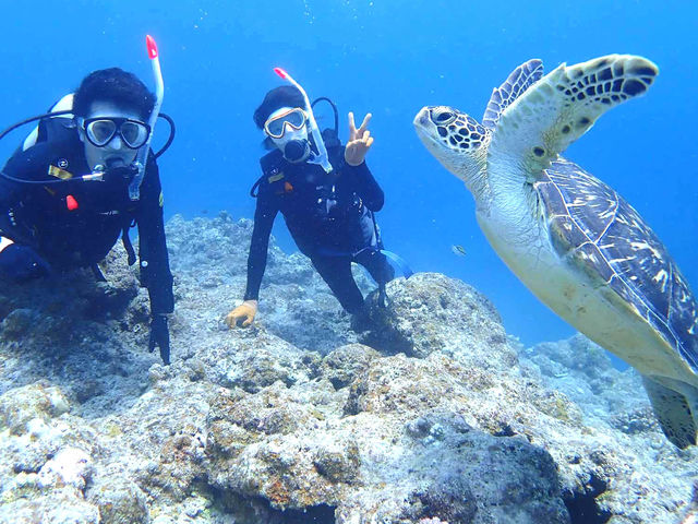 ウミガメと一緒に写真を撮ろう!_石垣島ダイビングショップ ABCdive