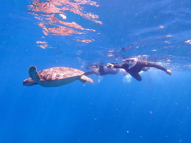 ウミガメと泳ごう!_石垣島ダイビングショップ ABCdive