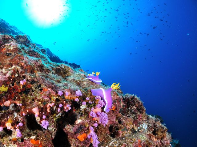 マクロ生物が豊富な恩納村の海。_ブルーリーフ