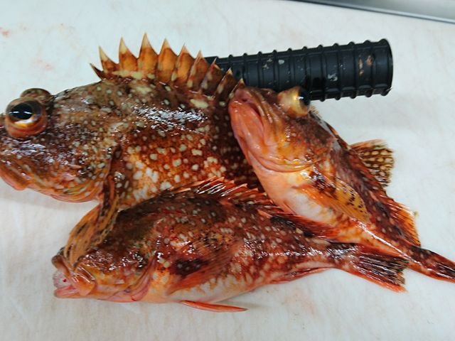 おさかな集積所 おとと