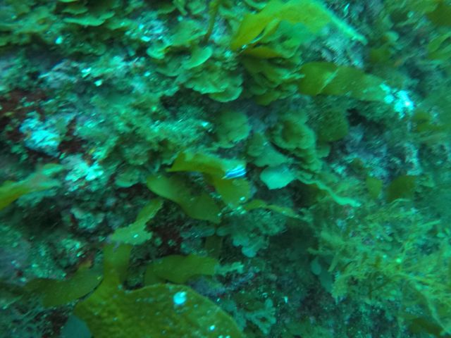 山陰海岸ジオパークダイビングスクール