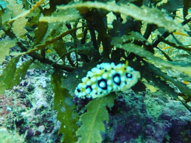 山陰海岸ジオパークダイビングスクール