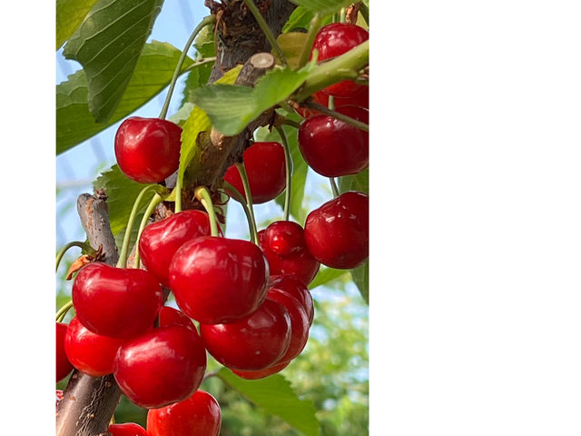 渡邉観光櫻桃園 sweet cherry watanabe
