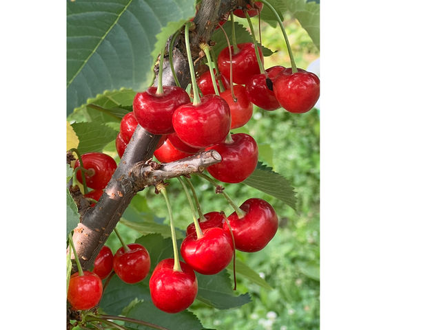 渡邉観光櫻桃園 sweet cherry watanabe