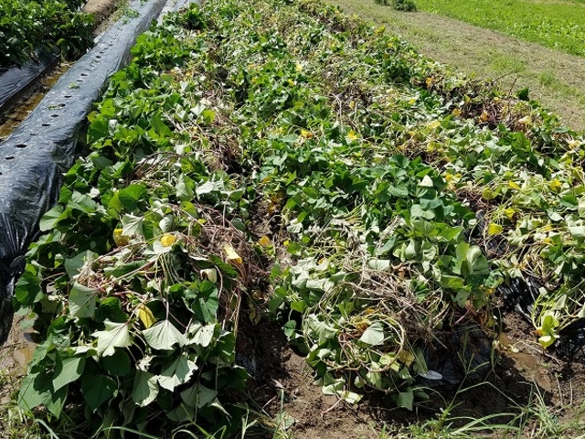 ムカイヤマカーサ コバタノウエン