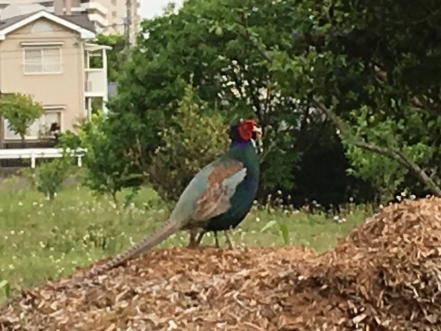 自然と共生した農園ですので、野生のキジがお散歩しているのを見かけることもあります。_くぬぎ野ふぁーむ