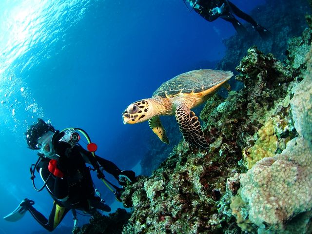 ウミガメとの遭遇!運が良ければ船の近くまでイルカも来てくれます♪_セントラルマリンクラブ
