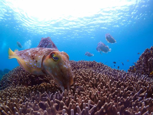 透明度の高い宮古島の海。光が差し込んで見折れるほどの美しさです。_セントラルマリンクラブ