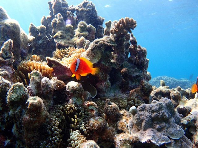 ビーチダイビングではたくさんの生き物に出会えます。魚の群れは迫力満点です。_セントラルマリンクラブ