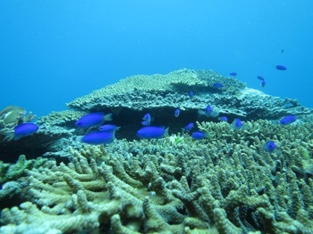DIVING SHOP 海遊び 広島店