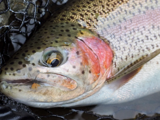 Calico Flies & Guides